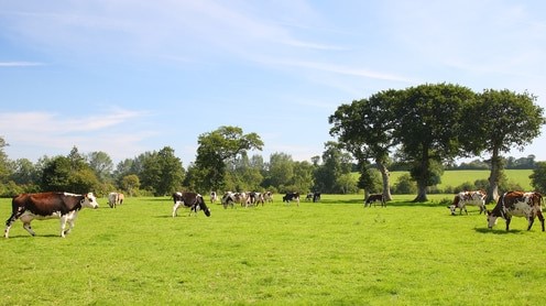 vaches dans un champ