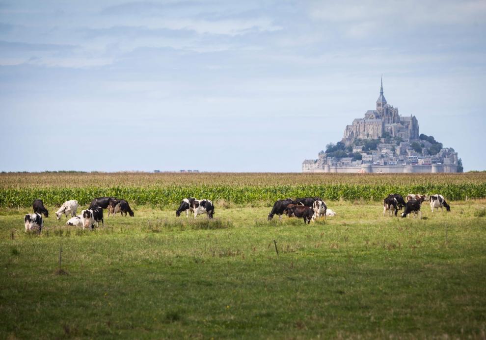 vaches en pâturages