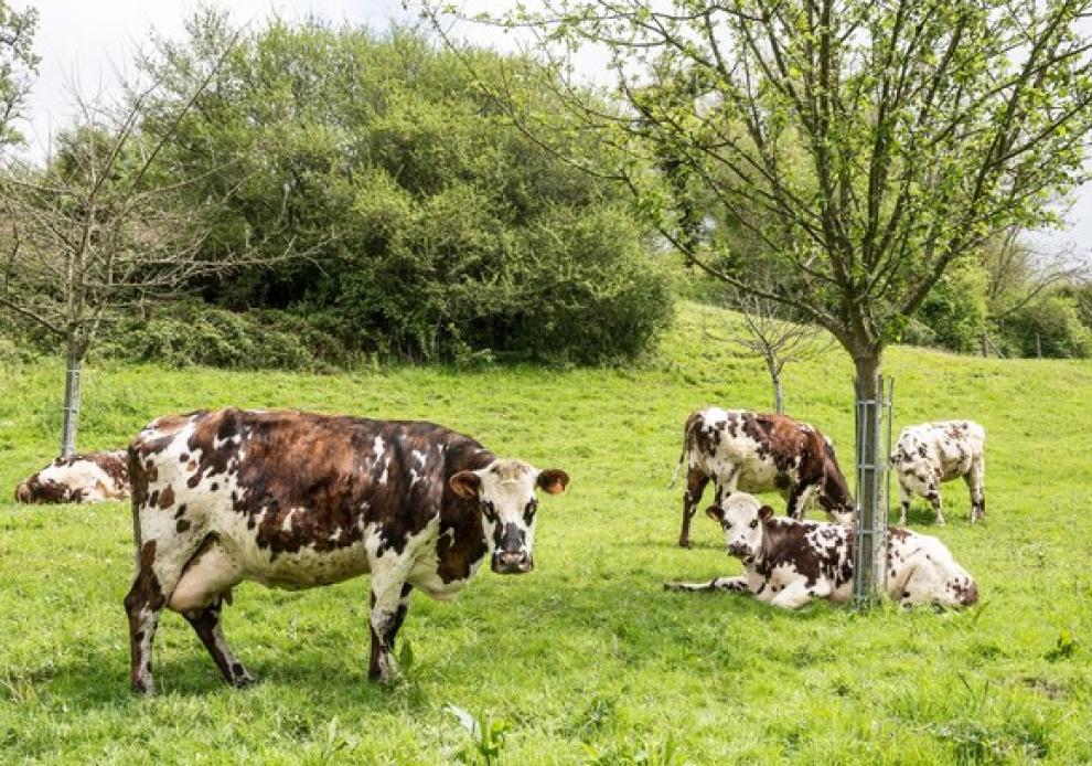 Image vaches dans les prés